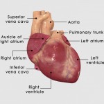 “I Gotta Guy” with Atrial Fibrillation (AFib)